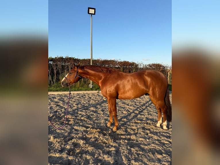 American Quarter Horse Wallach 7 Jahre Rotfuchs in Edam
