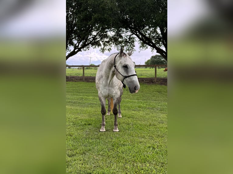 American Quarter Horse Wallach 7 Jahre Schimmel in Winnie
