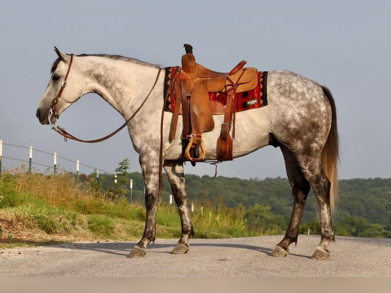 American Quarter Horse Wallach 7 Jahre Schimmel in Mount Vernon