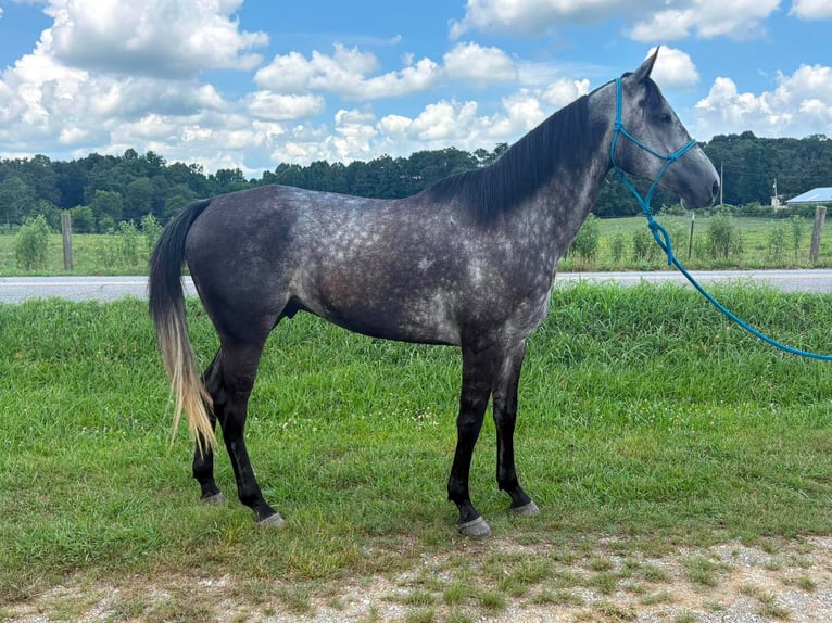American Quarter Horse Wallach 7 Jahre Schimmel in Cleveland