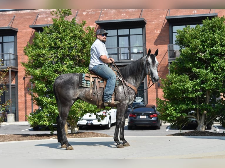 American Quarter Horse Wallach 7 Jahre Schimmel in Cleveland