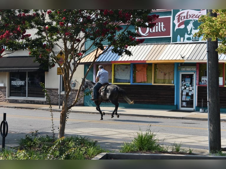 American Quarter Horse Wallach 7 Jahre Schimmel in Cleveland