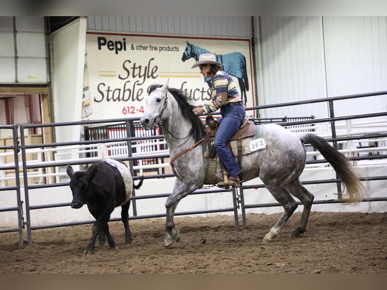 American Quarter Horse Wallach 7 Jahre Schimmel in Cannon Falls