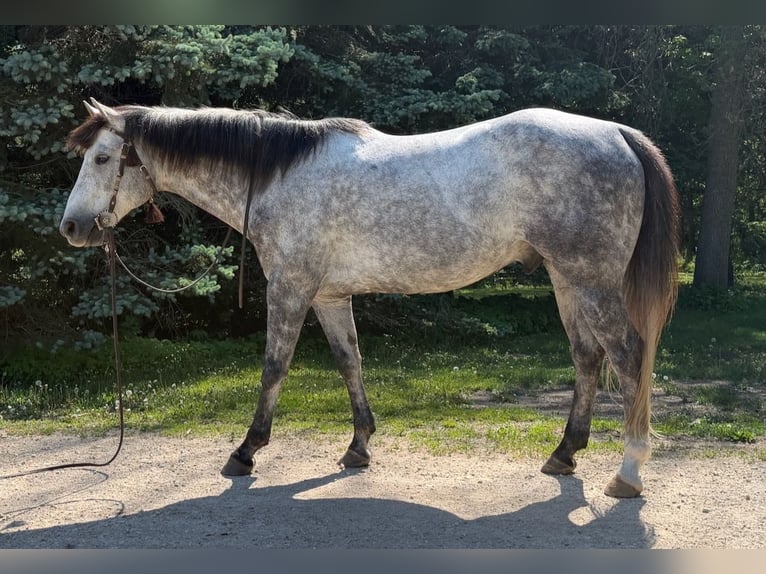 American Quarter Horse Wallach 7 Jahre Schimmel in Cannon Falls