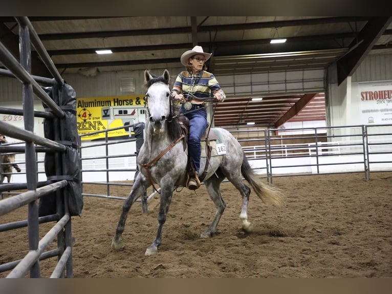 American Quarter Horse Wallach 7 Jahre Schimmel in Cannon Falls