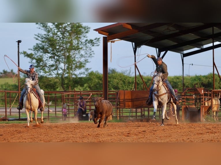 American Quarter Horse Wallach 7 Jahre Schimmel in Damascus