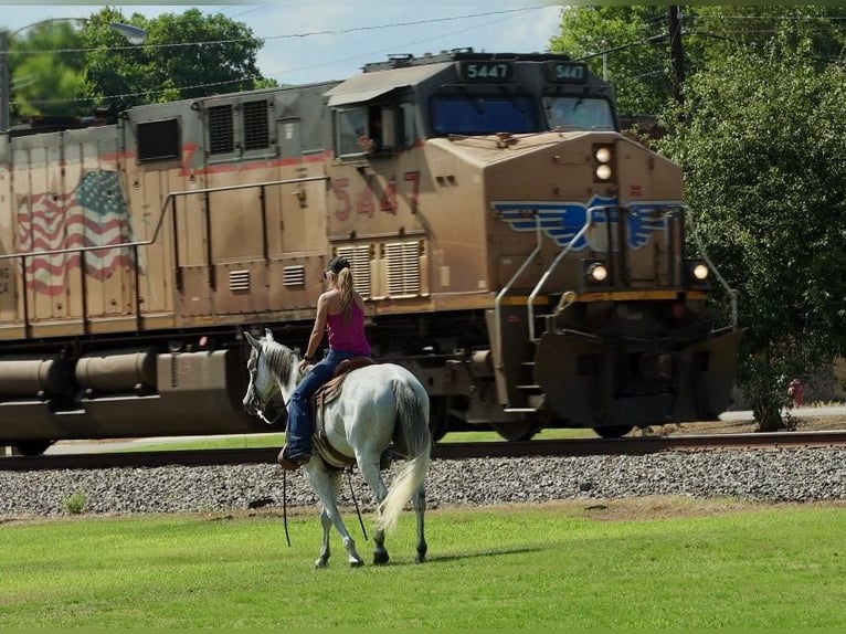 American Quarter Horse Wallach 7 Jahre Schimmel in Damascus