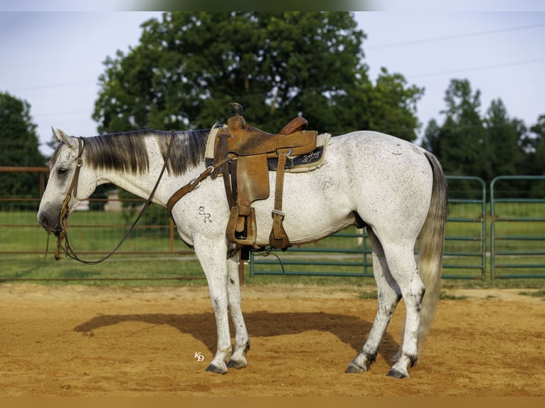 American Quarter Horse Wallach 7 Jahre Schimmel in Damascus
