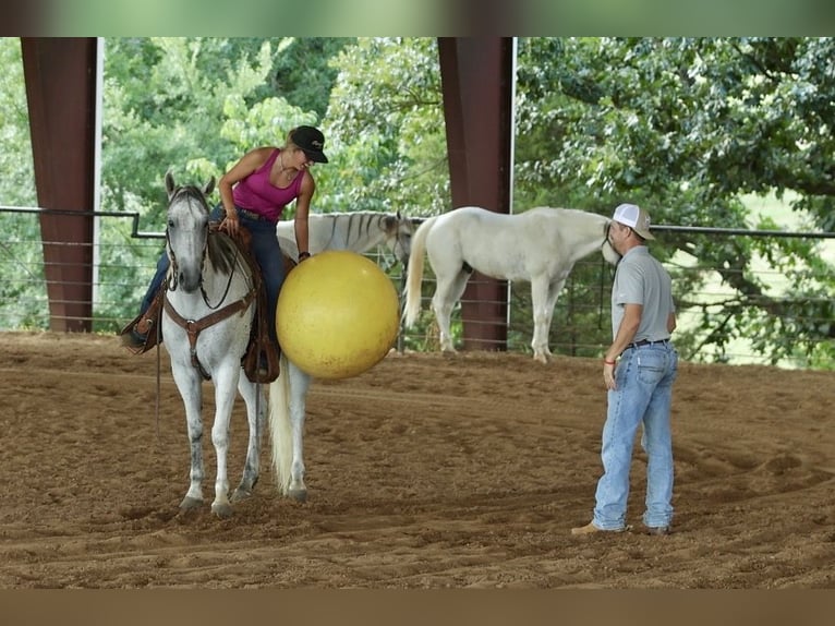 American Quarter Horse Wallach 7 Jahre Schimmel in Damascus