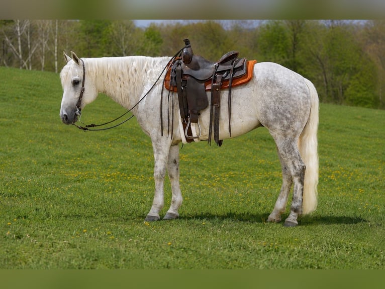 American Quarter Horse Wallach 7 Jahre Schimmel in Needmore