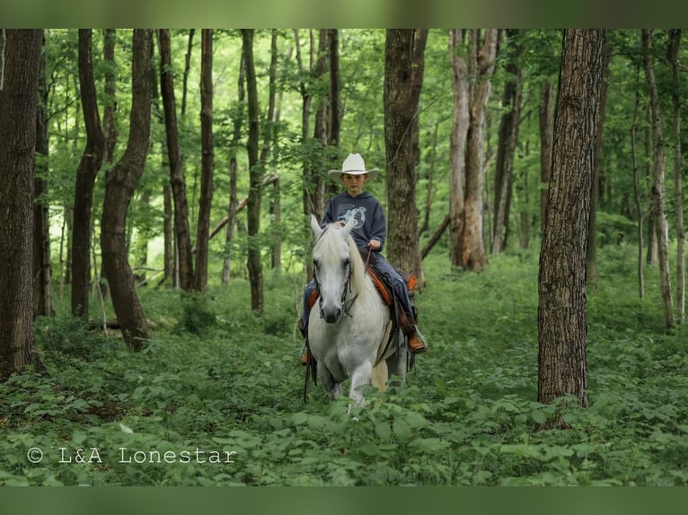 American Quarter Horse Wallach 7 Jahre Schimmel in Needmore