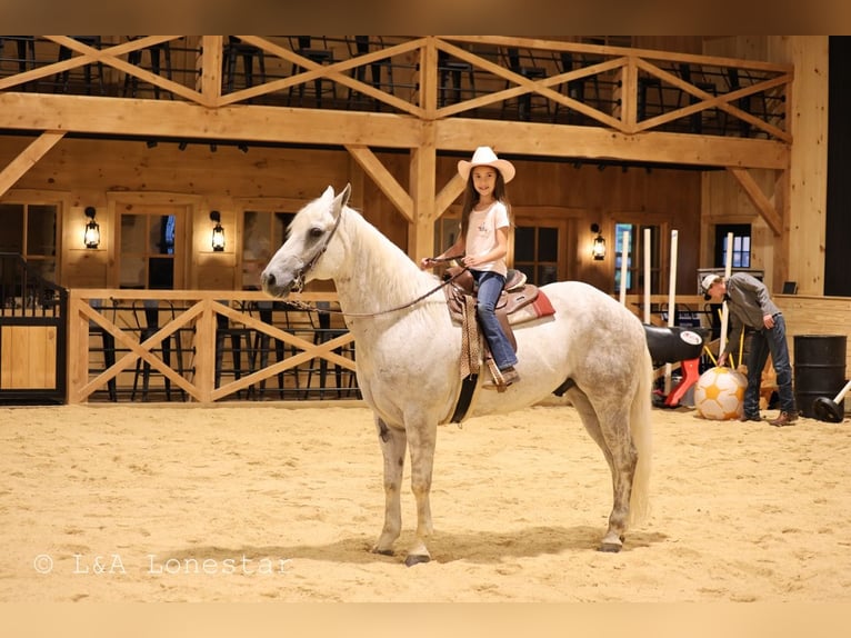 American Quarter Horse Wallach 7 Jahre Schimmel in Needmore