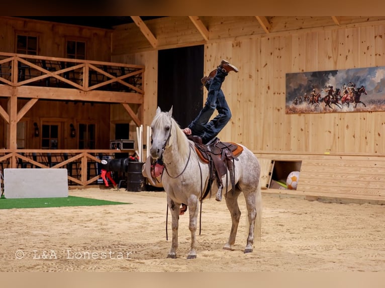 American Quarter Horse Wallach 7 Jahre Schimmel in Needmore