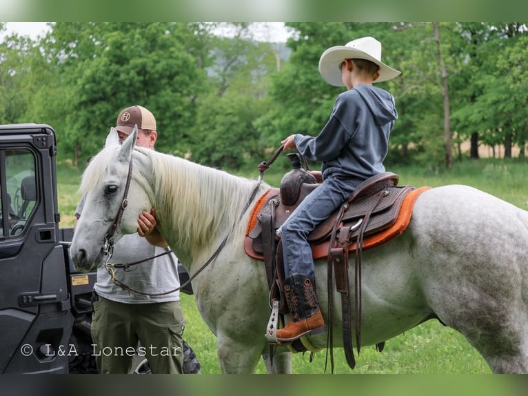 American Quarter Horse Wallach 7 Jahre Schimmel in Needmore