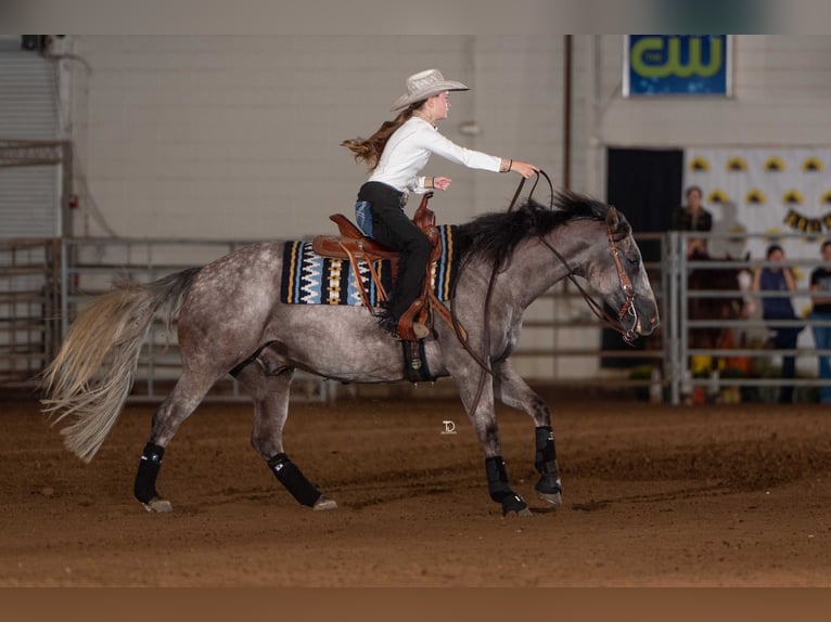 American Quarter Horse Wallach 7 Jahre Schimmel in Ashland
