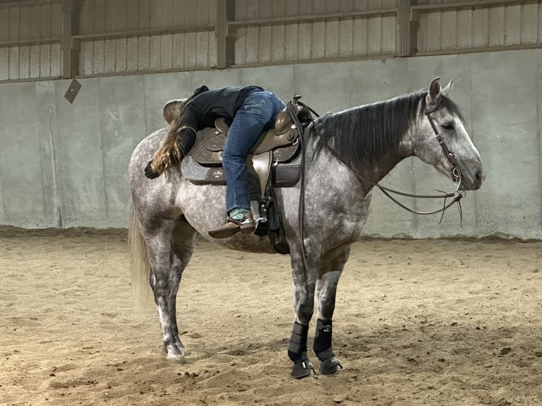 American Quarter Horse Wallach 7 Jahre Schimmel in Ashland