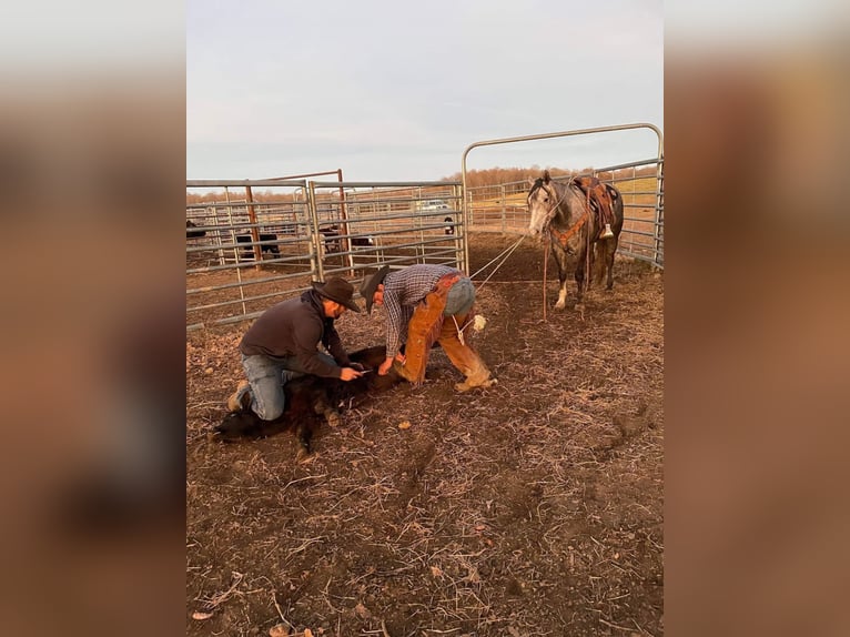American Quarter Horse Wallach 7 Jahre Schimmel in Cape Girardweau, MO