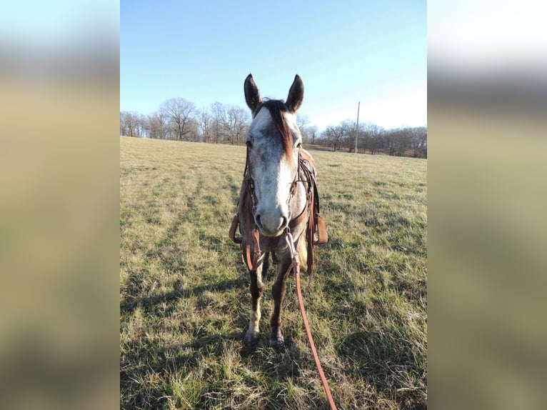American Quarter Horse Wallach 7 Jahre Schimmel in Cape Girardweau, MO