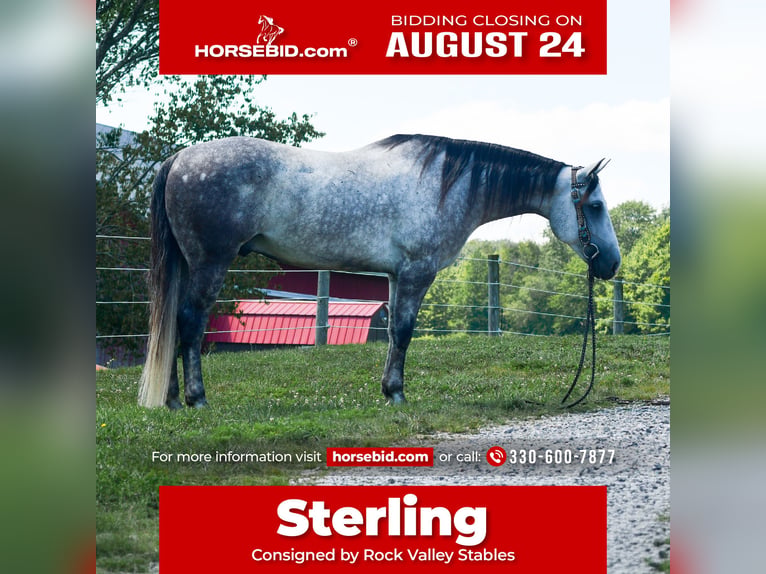 American Quarter Horse Wallach 7 Jahre Schimmel in Strasburg