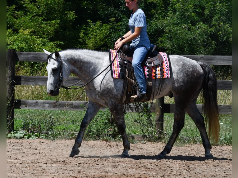 American Quarter Horse Wallach 7 Jahre Schimmel in Strasburg