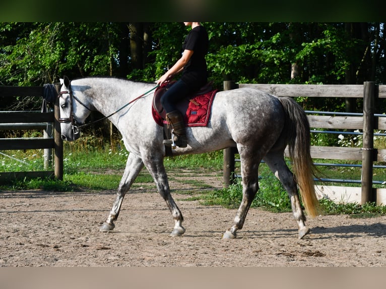 American Quarter Horse Wallach 7 Jahre Schimmel in Strasburg