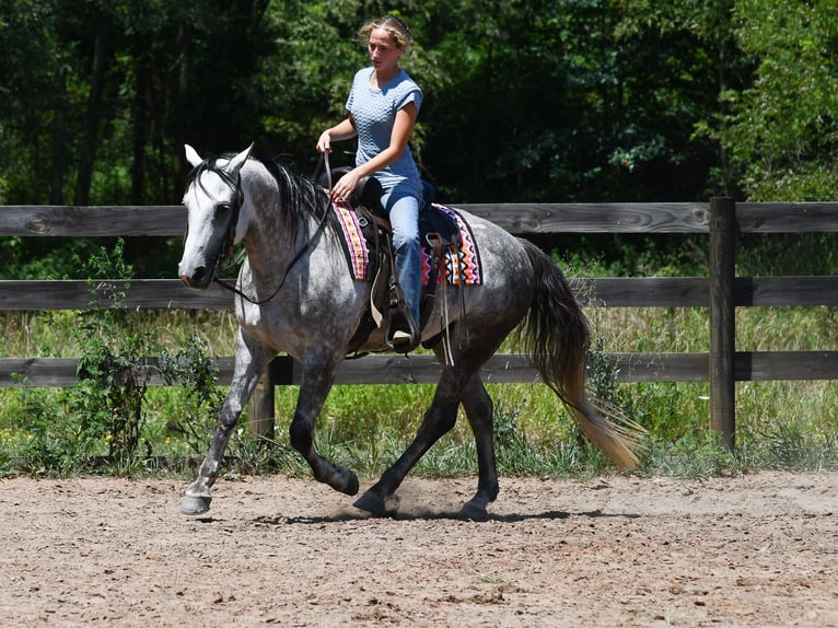 American Quarter Horse Wallach 7 Jahre Schimmel in Strasburg