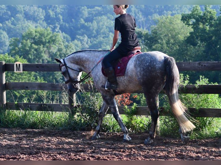 American Quarter Horse Wallach 7 Jahre Schimmel in Strasburg