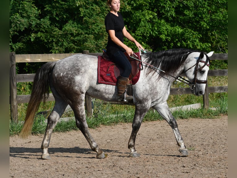 American Quarter Horse Wallach 7 Jahre Schimmel in Strasburg