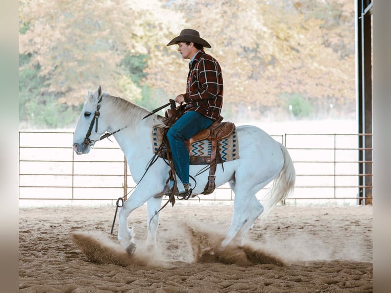 American Quarter Horse Wallach 7 Jahre Schimmel in Cole Camp MO