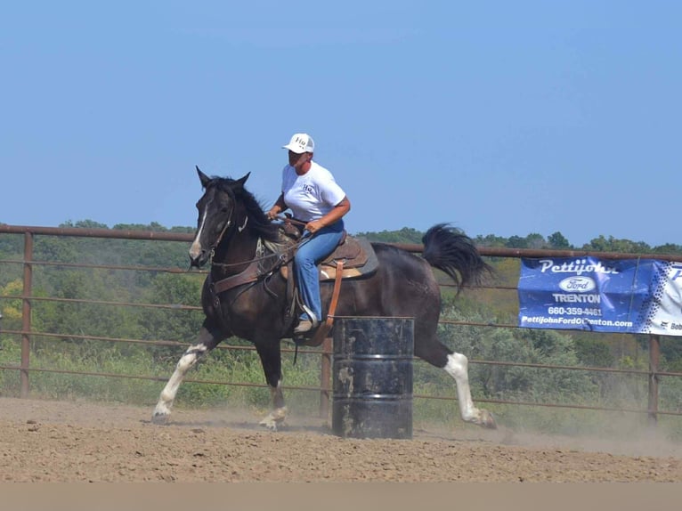 American Quarter Horse Wallach 7 Jahre Tobiano-alle-Farben in Princeton MO