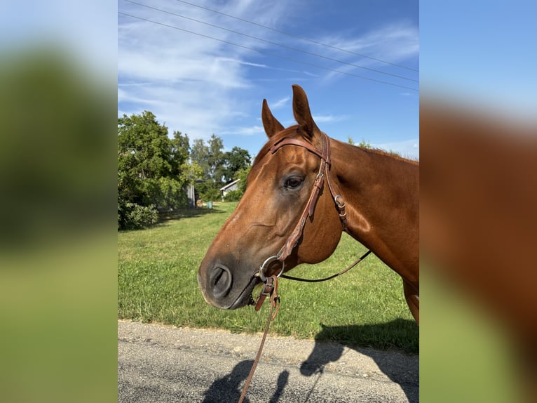 American Quarter Horse Wallach 7 Jahre in Memmingen
