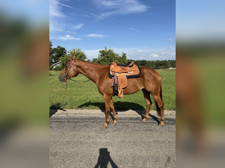 American Quarter Horse Wallach 7 Jahre in Memmingen