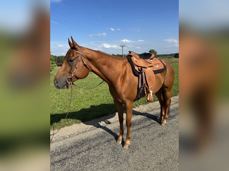 American Quarter Horse Wallach 7 Jahre in Memmingen