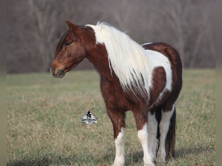 American Quarter Horse Wallach 8 Jahre 123 cm Tobiano-alle-Farben in Mount Vernon