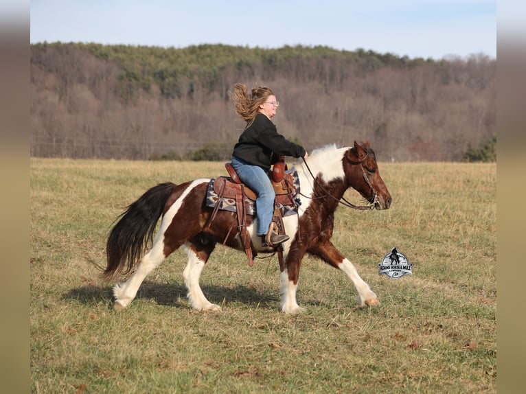 American Quarter Horse Wallach 8 Jahre 123 cm Tobiano-alle-Farben in Mount Vernon