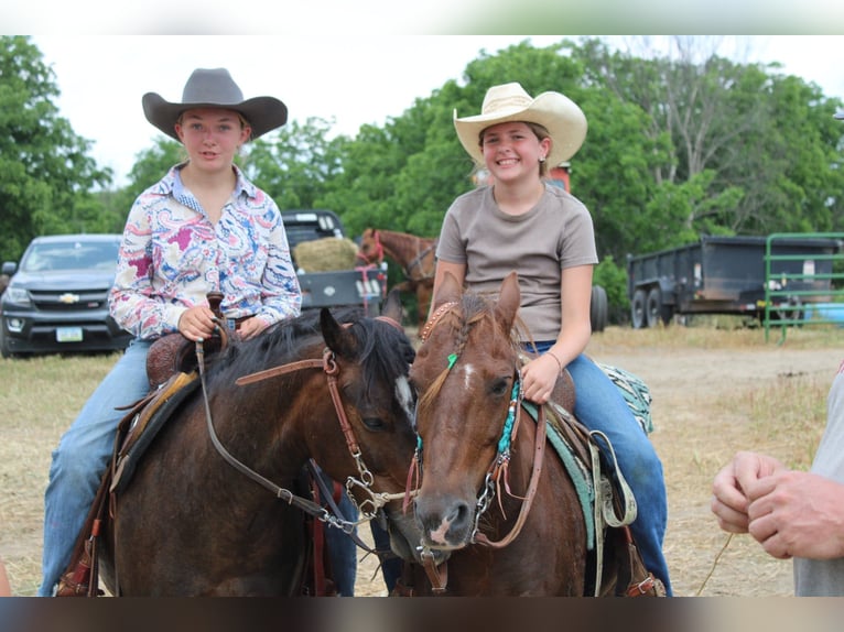 American Quarter Horse Wallach 8 Jahre 124 cm Dunkelfuchs in Princeton, MO
