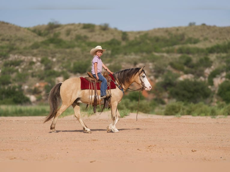 American Quarter Horse Wallach 8 Jahre 132 cm Buckskin in Canyon TX