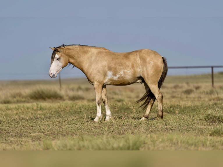 American Quarter Horse Wallach 8 Jahre 132 cm Buckskin in Canyon TX