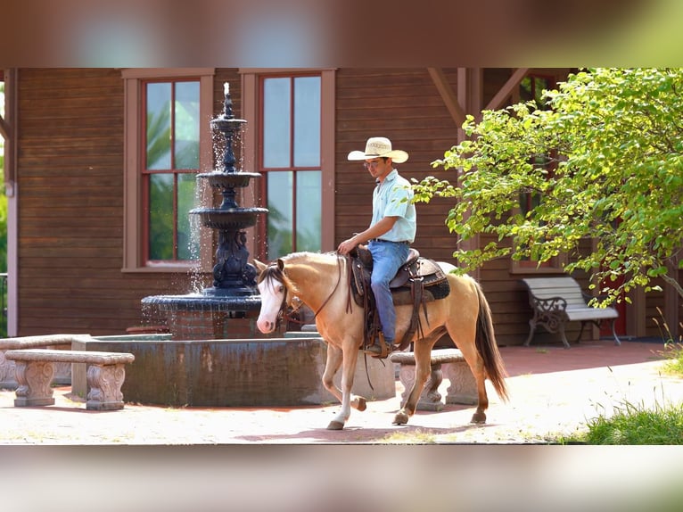 American Quarter Horse Wallach 8 Jahre 132 cm Buckskin in Canyon TX