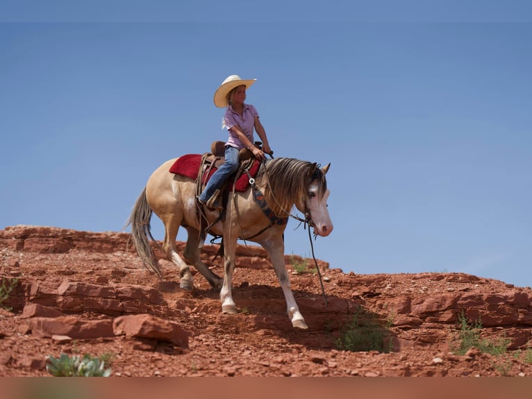 American Quarter Horse Wallach 8 Jahre 132 cm Buckskin in Canyon TX