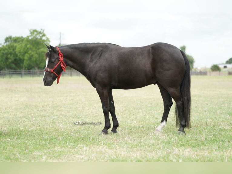 American Quarter Horse Wallach 8 Jahre 132 cm Rappe in Weatherford tx