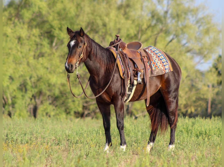 American Quarter Horse Wallach 8 Jahre 132 cm Rotbrauner in Stephenville TX