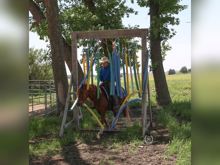 American Quarter Horse Wallach 8 Jahre 137 cm Dunkelfuchs in Windom MN