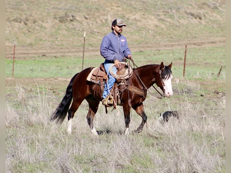 American Quarter Horse Wallach 8 Jahre 137 cm Rotbrauner in Paicines CA