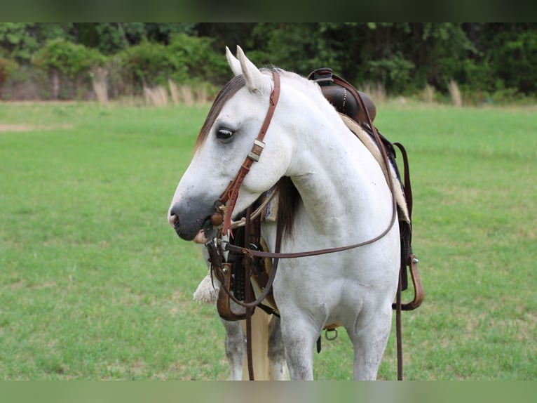 American Quarter Horse Wallach 8 Jahre 137 cm Schimmel in Stephenville, TX