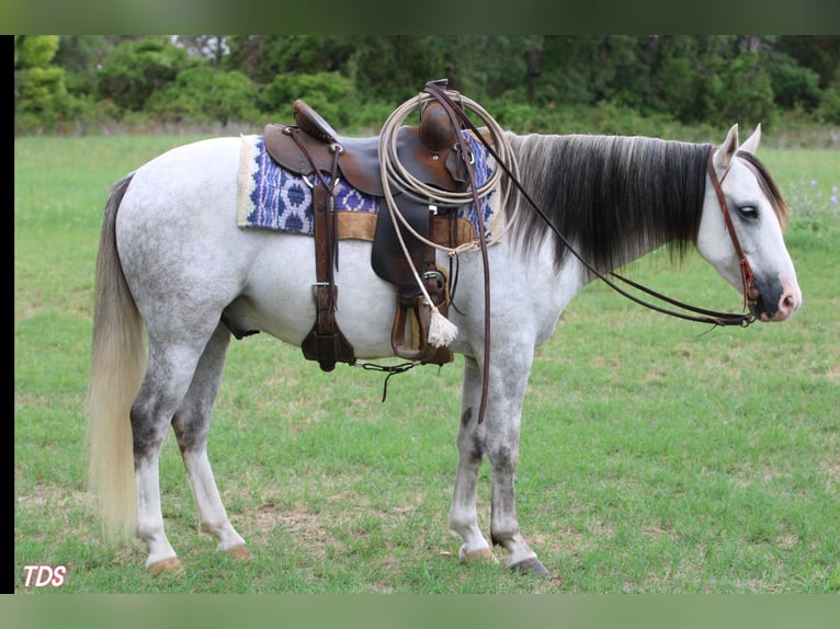 American Quarter Horse Wallach 8 Jahre 137 cm Schimmel in Stephenville, TX
