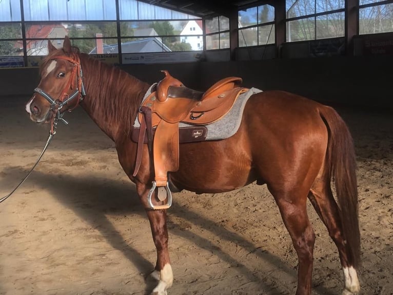 American Quarter Horse Wallach 8 Jahre 140 cm Fuchs in Schönberg