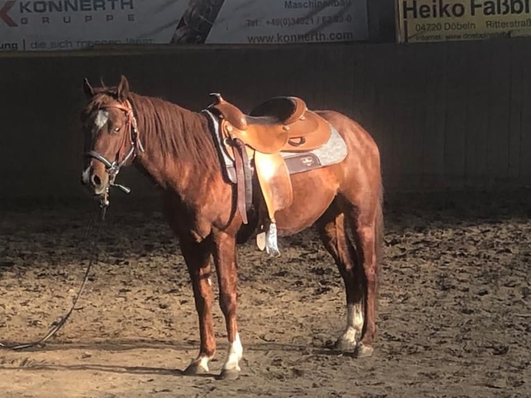 American Quarter Horse Wallach 8 Jahre 140 cm Fuchs in Schönberg