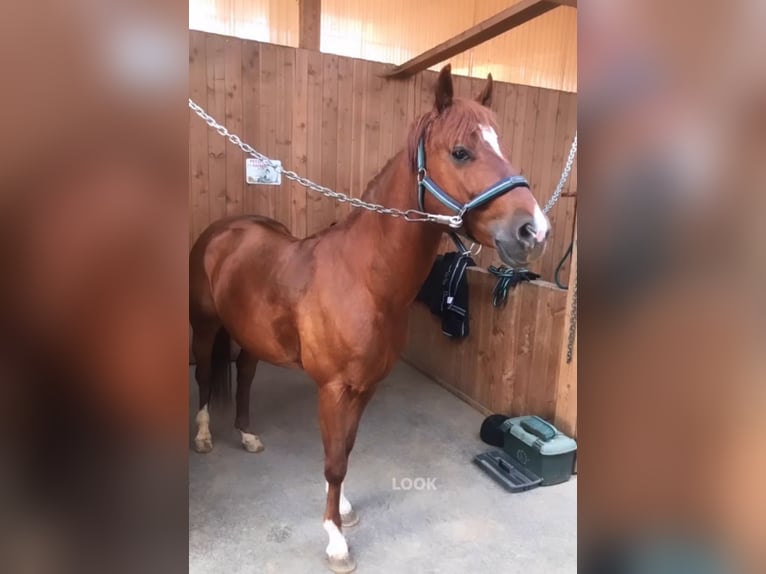 American Quarter Horse Wallach 8 Jahre 140 cm Fuchs in Schönberg