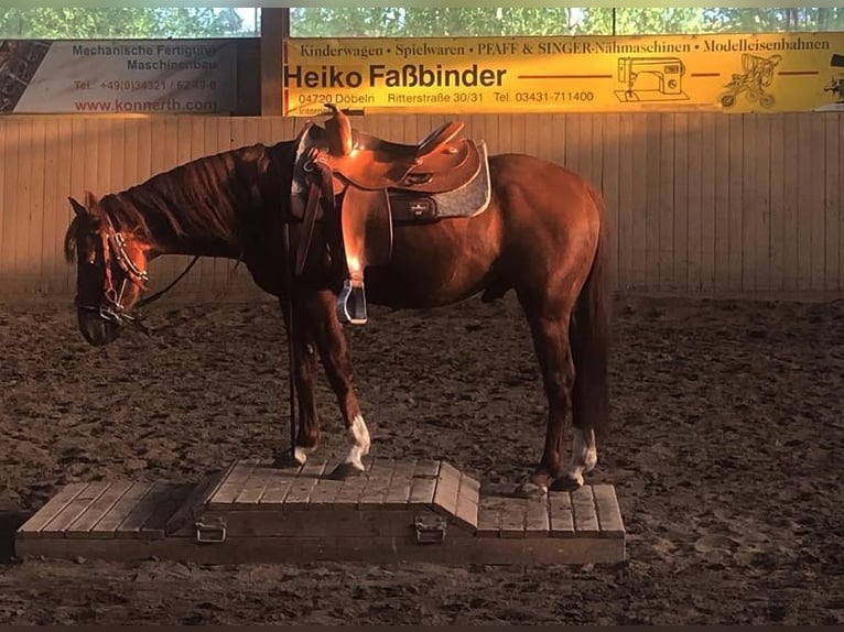 American Quarter Horse Wallach 8 Jahre 140 cm Fuchs in Schönberg